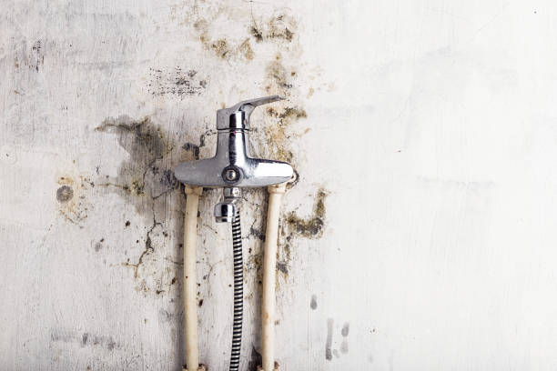 Best Affordable Mold Removal  in Lexington, MS