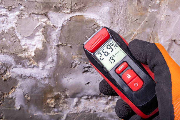 Best Toxic Mold Removal  in Lexington, MS