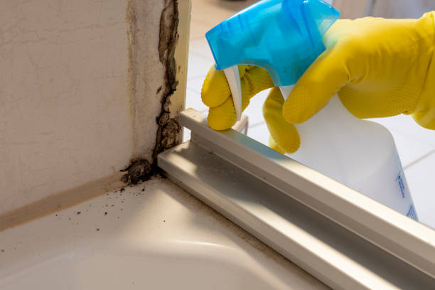 Best Black Mold Removal  in Lexington, MS