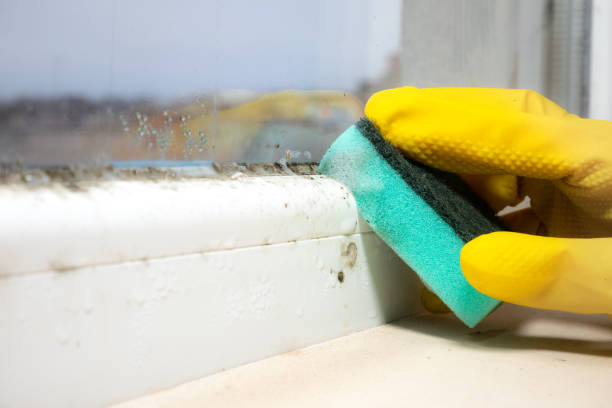 Best Best Mold Removal Companies  in Lexington, MS