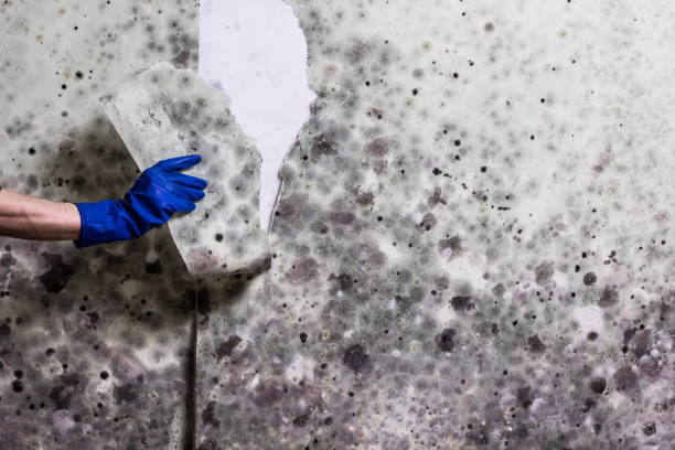 Best Attic Mold Removal  in Lexington, MS