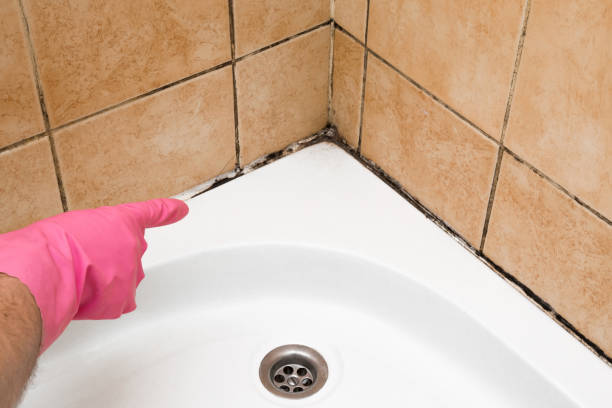 Best Professional Mold Removal  in Lexington, MS